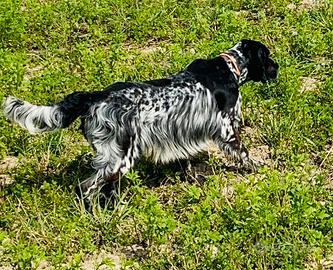 Setter Inglese