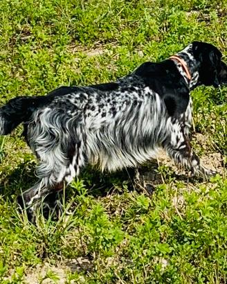 Setter Inglese