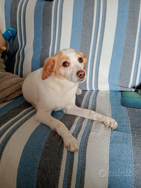 Kira, femmina meticcia