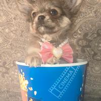 Chihuahua Pedigree enci