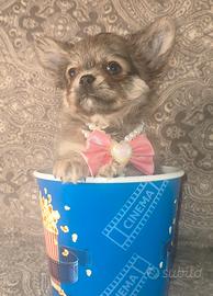 Chihuahua Pedigree enci