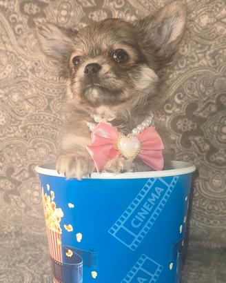 Chihuahua Pedigree enci