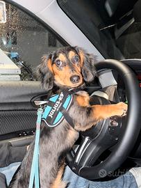 Bassotto Arlecchino Maschio Disponibile per monta