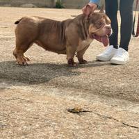Femmina american bully