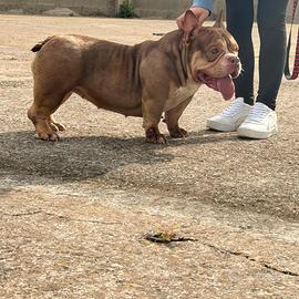 Femmina american bully