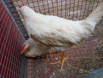 Pulcinotti di livornese bianche