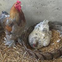 Gallo e gallina brahma gigante
