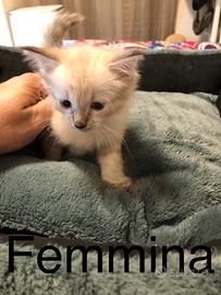 Gattini siberiano Neva masquerade incrocio Siamese