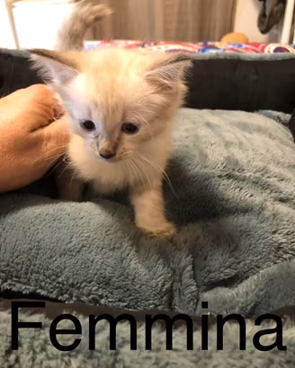 Gattini siberiano Neva masquerade incrocio Siamese