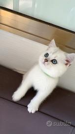 Cuccioli British Shorthair