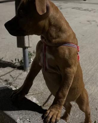Pitbul