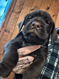 Cuccioli Drahthaar x american Pitbull terrier adba