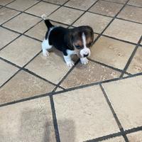 Cuccioli di Beagle