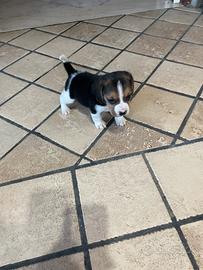 Cuccioli di Beagle