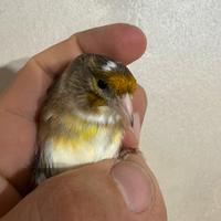 Ibrido dí cardellino e canarini