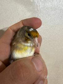 Ibrido dí cardellino e canarini