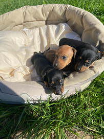 Cuccioli di bassotto