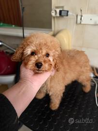 Barboncino nano albicocca