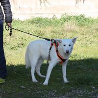 Meraviglioso cucciolo in attesa della sua famiglia