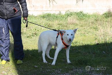 Meraviglioso cucciolo in attesa della sua famiglia