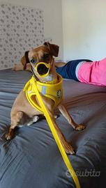 Pinscher