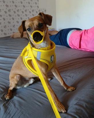Pinscher
