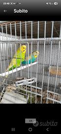 Cocorite