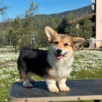 Cucciola Welsh corgi Pembroke
