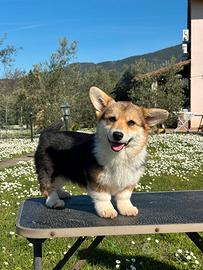 Cucciola Welsh corgi Pembroke