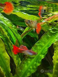 Pesce tropicale per acquario