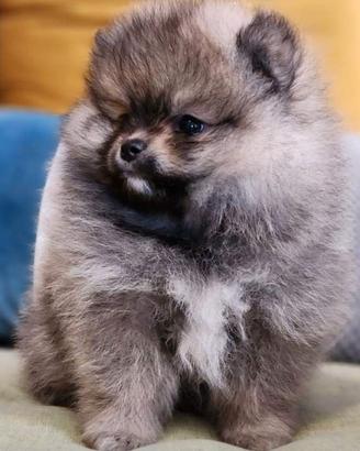 Spitz
