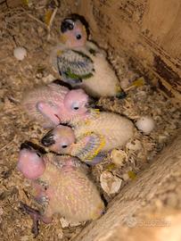 Pulli da imbecco di conuro del sole