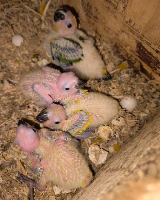 Pulli da imbecco di conuro del sole