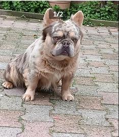 Bulldog francese lilac merle tan fluffy per monta