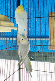 Coppi pappagalli galopsite