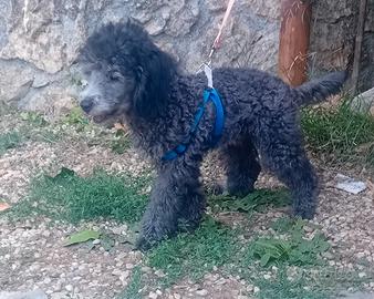 Barboncino cucciolo disponibile