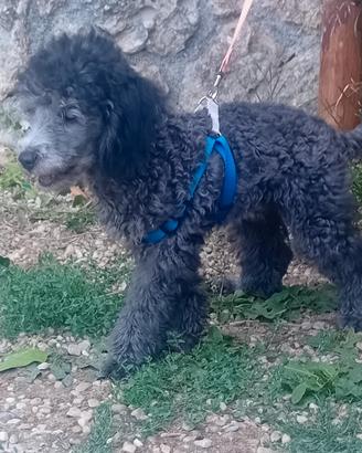Barboncino cucciolo disponibile