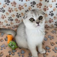 Cucciole Scottish fold con pedigree