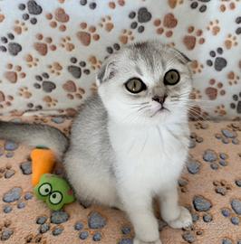 Cucciole Scottish fold con pedigree