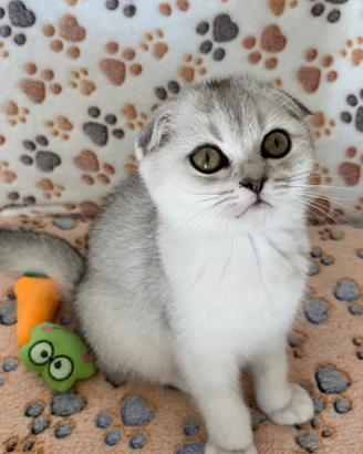 Cucciole Scottish fold con pedigree