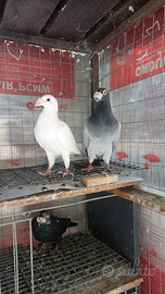 Viaggiatori italiani da esposizione