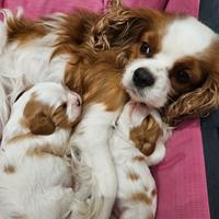 Cucciole Cavalier King con pedigree