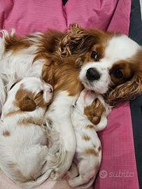 Cucciole Cavalier King con pedigree