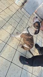 Cucciolo di Dogo e Pitbull