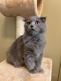 Gattino Scottish Fold