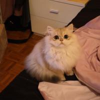 Gattino maschio 7mesi,pelo lungo ,vaccinato