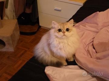 Gattino maschio 7mesi,pelo lungo ,vaccinato