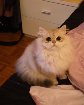 Gattino maschio 7mesi,pelo lungo ,vaccinato