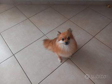 Sprits Pomerania
