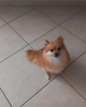 Sprits Pomerania